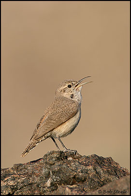Rock Wren (Salpinctes obsoletus)