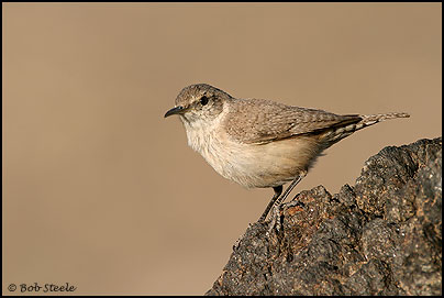 Rock Wren (Salpinctes obsoletus)
