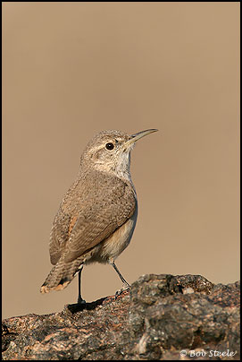 Rock Wren (Salpinctes obsoletus)
