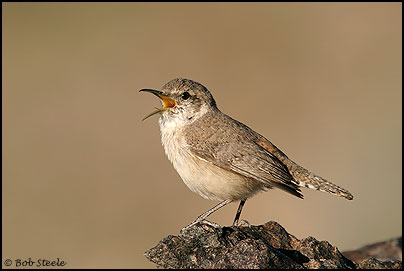 Rock Wren (Salpinctes obsoletus)