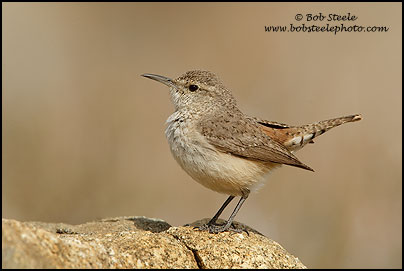 Rock Wren (Salpinctes obsoletus)
