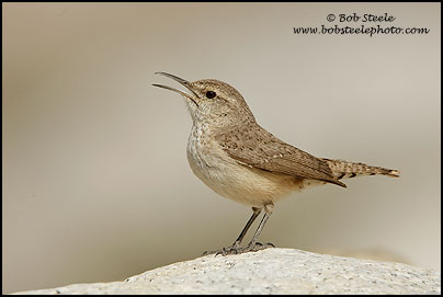 Rock Wren (Salpinctes obsoletus)