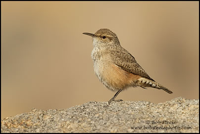 Rock Wren (Salpinctes obsoletus)