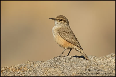 Rock Wren (Salpinctes obsoletus)