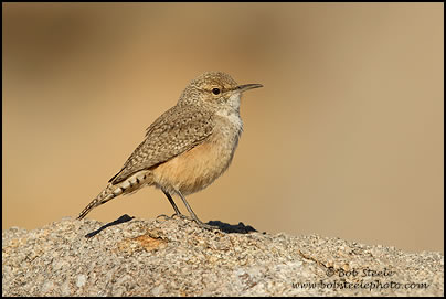 Rock Wren (Salpinctes obsoletus)