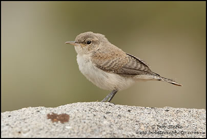 Rock Wren (Salpinctes obsoletus)