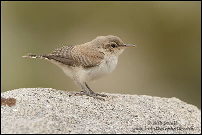 Rock Wren (Salpinctes obsoletus)