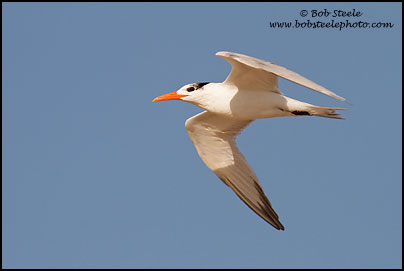 Royal Tern (Sterna maxima)