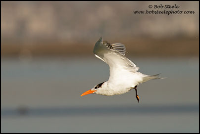 Royal Tern (Sterna maxima)
