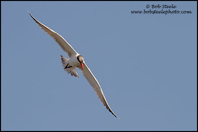 Royal Tern (Sterna maxima)