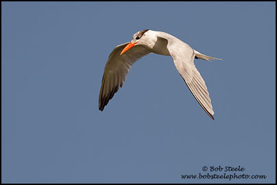 Royal Tern (Sterna maxima)