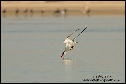 Royal Tern (Sterna maxima)