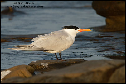 Royal Tern (Sterna maxima)