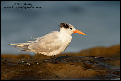 Royal Tern (Sterna maxima)
