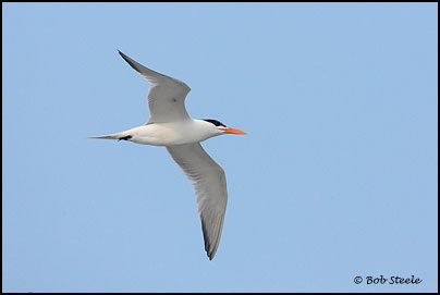 Royal Tern (Sterna maxima)