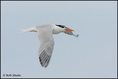 Royal Tern (Sterna maxima)