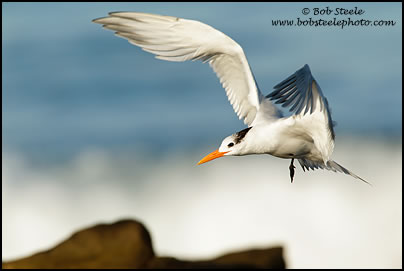 Royal Tern (Sterna maxima)