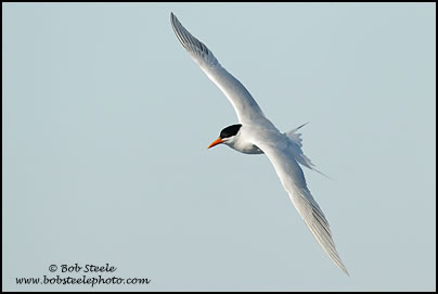 Royal Tern (Sterna maxima)