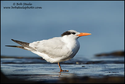 Royal Tern (Sterna maxima)