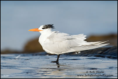 Royal Tern (Sterna maxima)