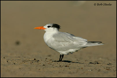 Royal Tern (Sterna maxima)