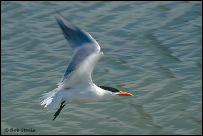 Royal Tern (Sterna maxima)