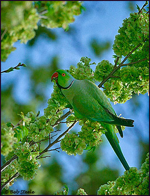 Rose-ringed Parakeet (Psittacula krameri)