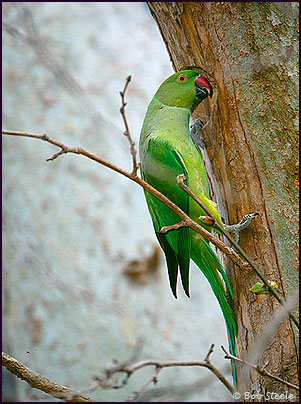 Rose-ringed Parakeet (Psittacula krameri)