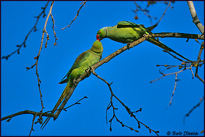 Rose-ringed Parakeet (Psittacula krameri)