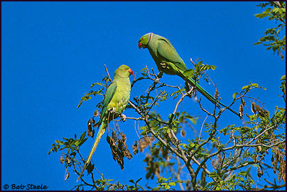 Rose-ringed Parakeet (Psittacula krameri)