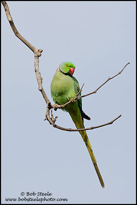 Rose-ringed Parakeet (Psittacula krameri)
