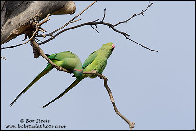 Rose-ringed Parakeet (Psittacula krameri)