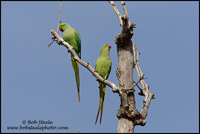 Rose-ringed Parakeet (Psittacula krameri)