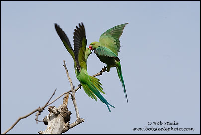 Rose-ringed Parakeet (Psittacula krameri)