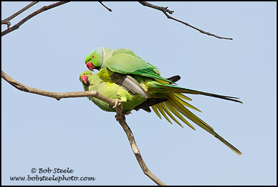 Rose-ringed Parakeet (Psittacula krameri)
