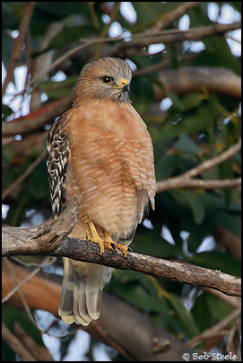 Red-shouldered Hawk (Buteo lineatus)