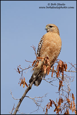 Red-shouldered Hawk (Buteo lineatus)