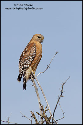 Red-shouldered Hawk (Buteo lineatus)