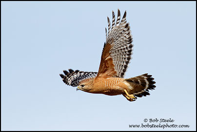 Red-shouldered Hawk (Buteo lineatus)