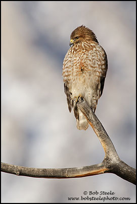 Red-shouldered Hawk (Buteo lineatus)