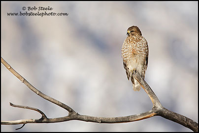 Red-shouldered Hawk (Buteo lineatus)