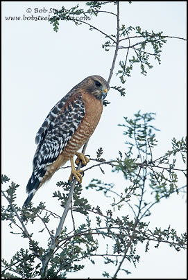 Red-shouldered Hawk (Buteo lineatus)
