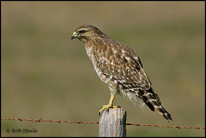 Red-shouldered Hawk (Buteo lineatus)