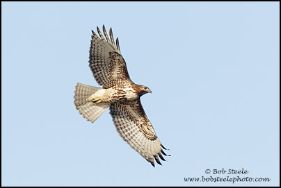 Red-tailed Hawk (Buteo jamaicensis)