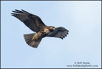 Red-tailed Hawk (Buteo jamaicensis)