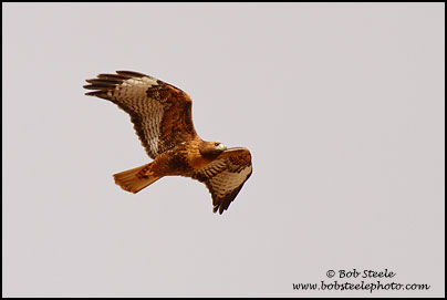 Red-tailed Hawk (Buteo jamaicensis)