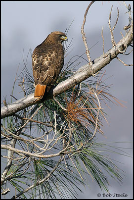 Red-tailed Hawk (Buteo jamaicensis)