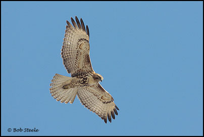 Red-tailed Hawk (Buteo jamaicensis)