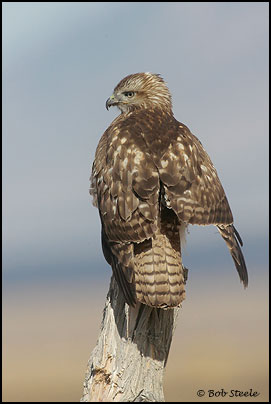 Red-tailed Hawk (Buteo jamaicensis)