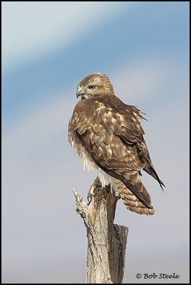 Red-tailed Hawk (Buteo jamaicensis)